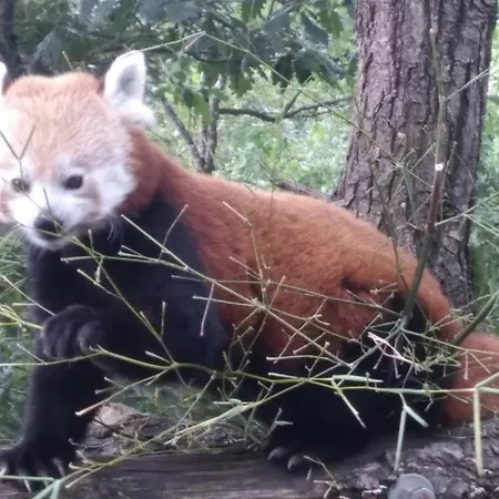 Le Des Bernadettes Apchat