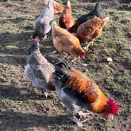 Le Des Bernadettes Holiday home