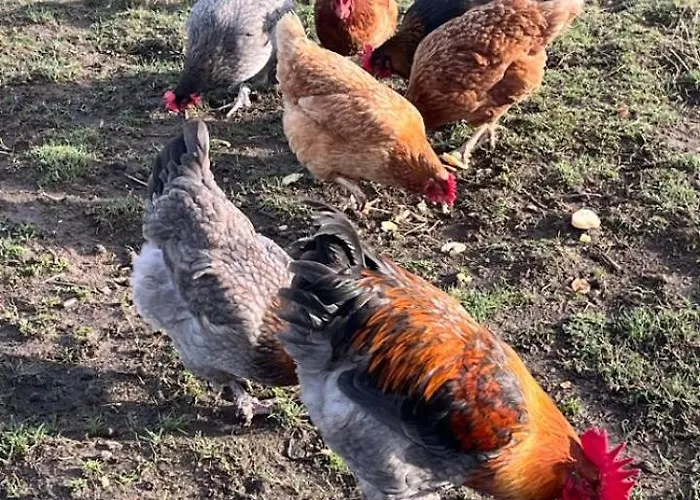 Le Des Bernadettes Holiday home